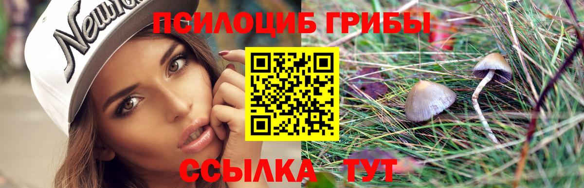 Псилоцибиновые грибы Psilocybe Черняховск